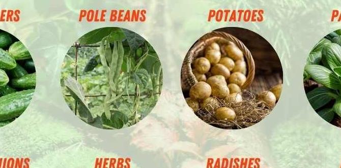 Maximizing space in small gardens high yield vegetables for small gardens Maximizing space in small gardens high yield vegetables for small gardens