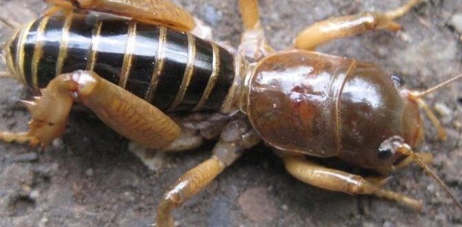 Myths and misconceptions about potato bugs are potato bugs good for gardens Myths and misconceptions about potato bugs are potato bugs good for gardens