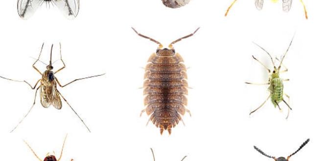 Pest management for beginners best vegetables for beginner gardeners Pest management for beginners best vegetables for beginner gardeners
