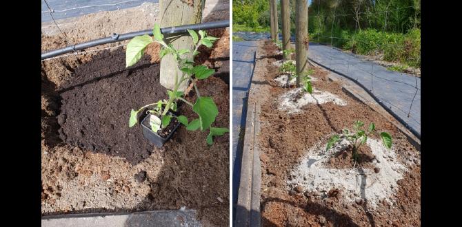 Potential drawbacks and considerations rock dust for gardens Potential drawbacks and considerations rock dust for gardens