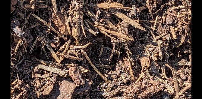 Potential drawbacks of pine tree mulch is pine tree mulch good for gardens Potential drawbacks of pine tree mulch is pine tree mulch good for gardens