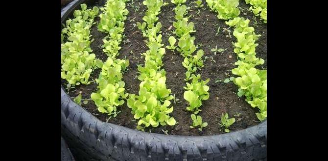 Potential drawbacks of using tires in gardens tires for gardens Potential drawbacks of using tires in gardens tires for gardens