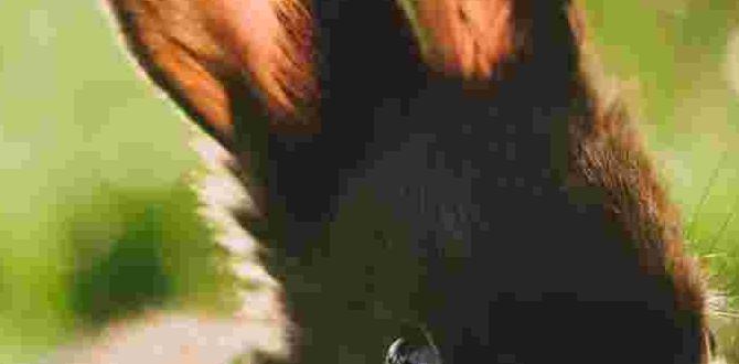 Potential risks and considerations is rabbit poop good for gardens Potential risks and considerations is rabbit poop good for gardens