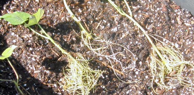 Preparing the container and soil mix container gardening for potatoes