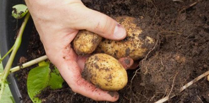 Selecting potato varieties for containers container gardening for potatoes