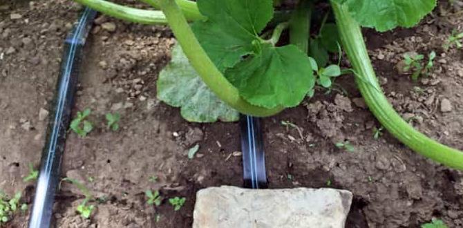 Types of drip lines available drip lines for gardens