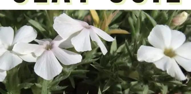 Understanding clay soil how to improve clay soil for gardening Understanding clay soil how to improve clay soil for gardening