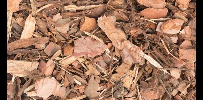 Understanding pine tree mulch is pine tree mulch good for gardens Understanding pine tree mulch is pine tree mulch good for gardens