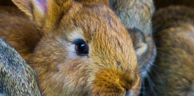 is rabbit poop good for gardens is rabbit poop good for gardens