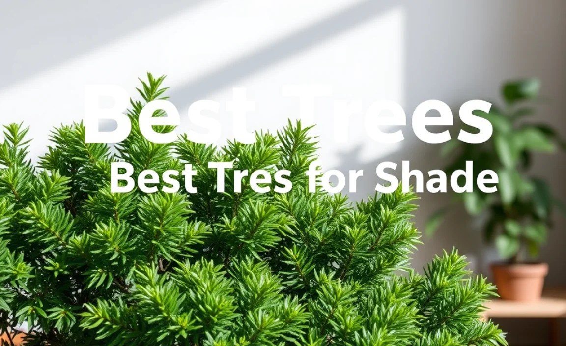 Best Trees for Shade