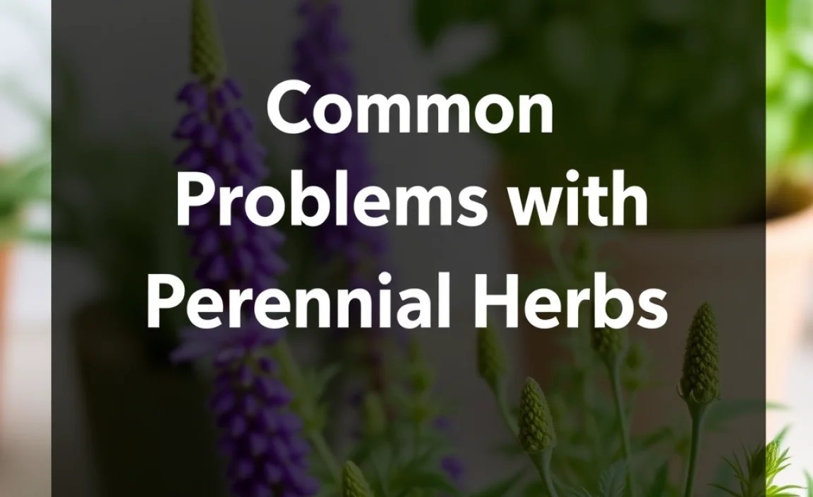 Common Problems with Perennial Herbs