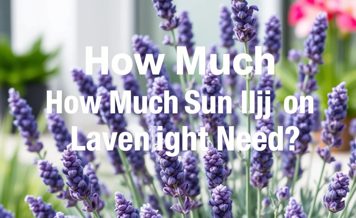 How Much Sunlight Does Lavender Need?