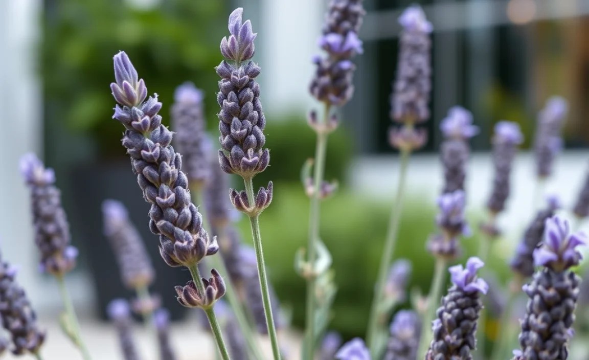 Pruning Tips for Lavender Outdoors