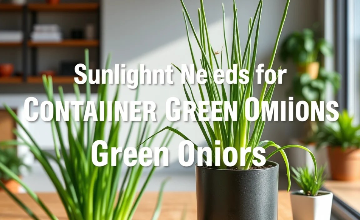 Sunlight Needs for Container Green Onions
