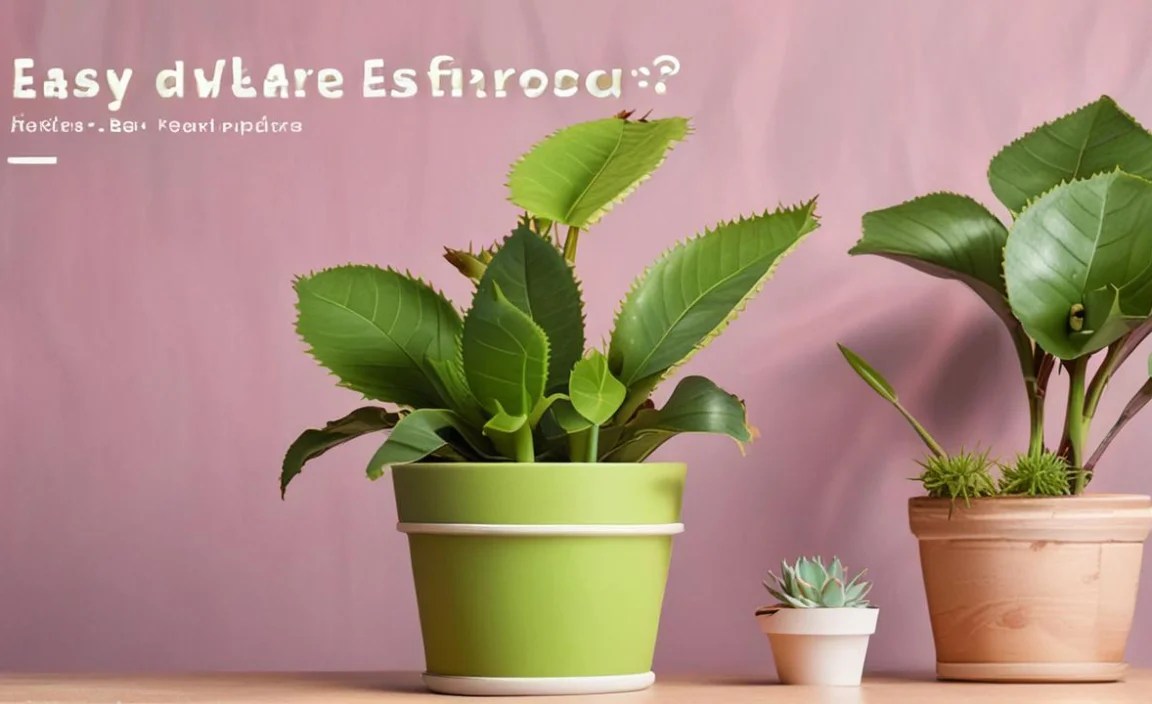 Easy Care Venus Flytrap Indoors: Your Guide