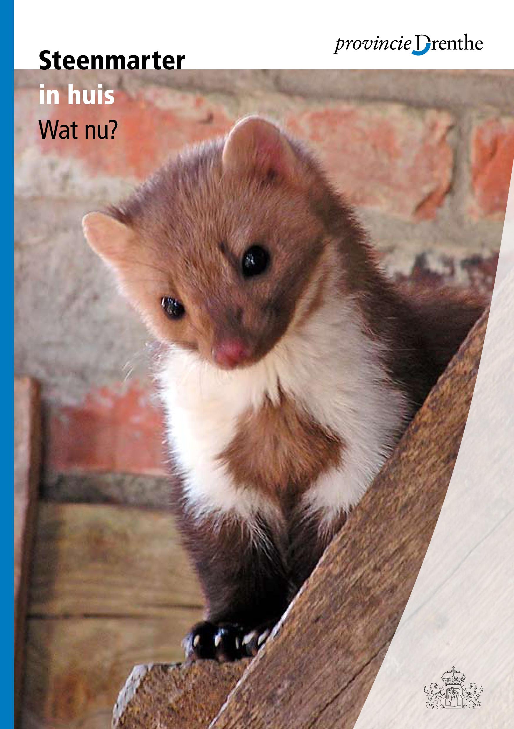 Steenmarter in huis. Wat nu? Ecopedia