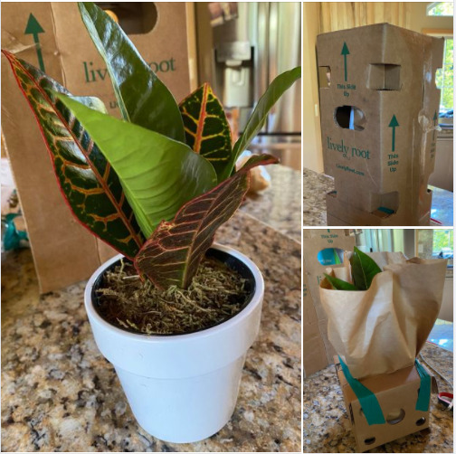 Lively Root reviews Buying Online Fresh Indoor and Outdoor Plants