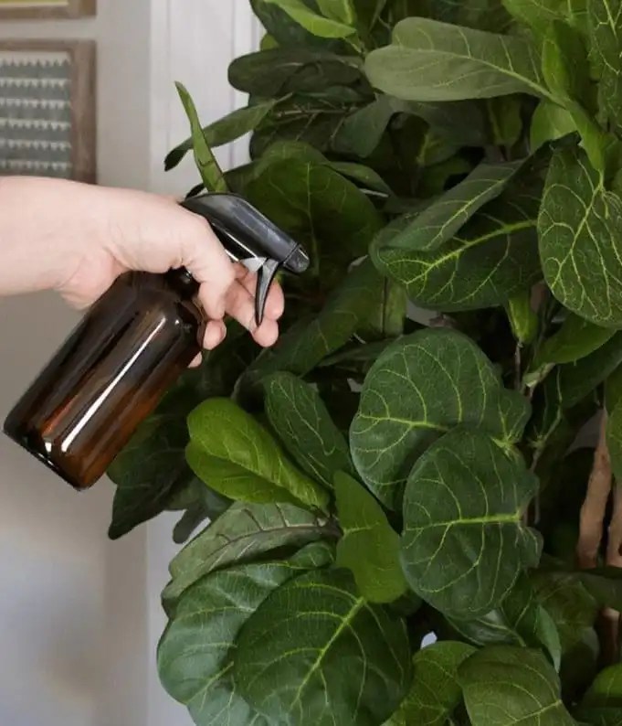 5 Ultimate Solutions To Get Rid Of Fungus Gnats EcoPlantera