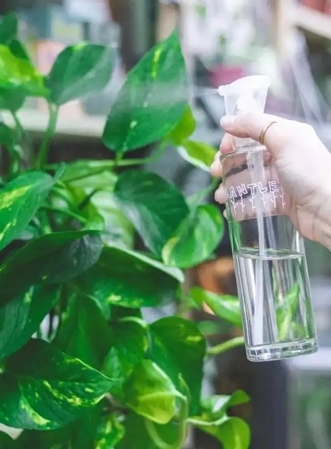 4 Ways To Increase Humidity For Your Indoors Plants EcoPlantera