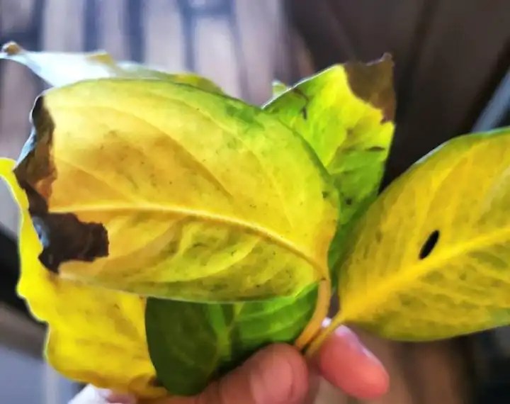 What Causes Leaves To Turn Yellow With Brown Spots EcoPlantera