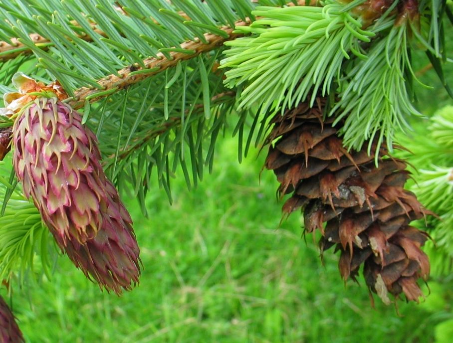 (038) Takla Lake Friends of Ecological Reserves