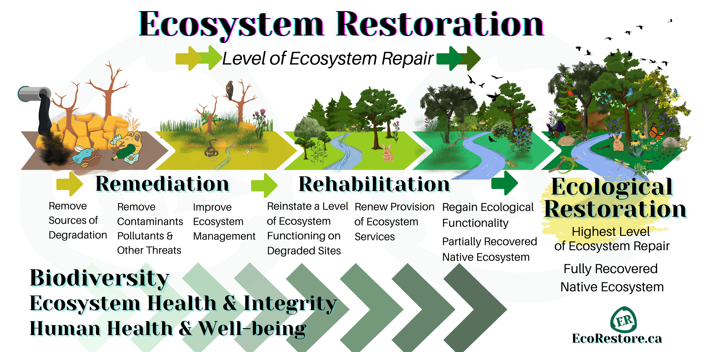 EcoRestore Ecosystem Restoration Services Ecosystem Restoration Services