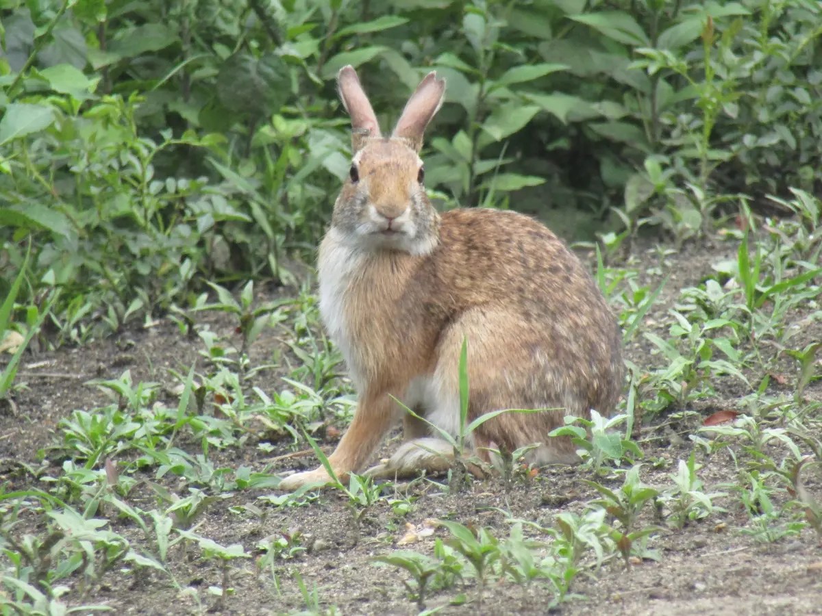 Got Bunnies? Fencing, Native Plants Best Way to Deter Them ecoRI News