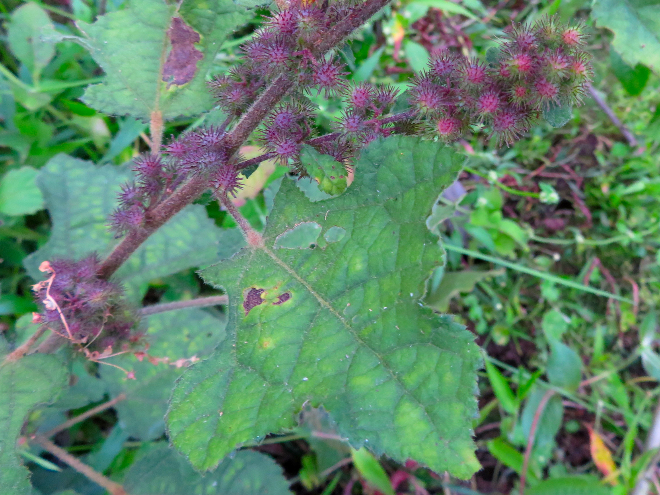 Triumfetta lappula Ecos del Bosque