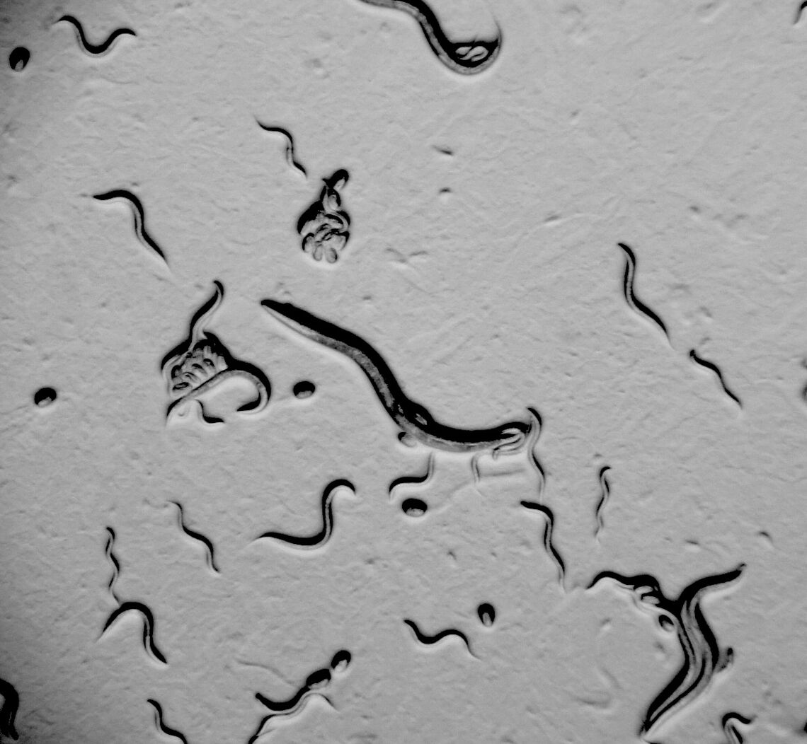 ecossa.de Nematodes