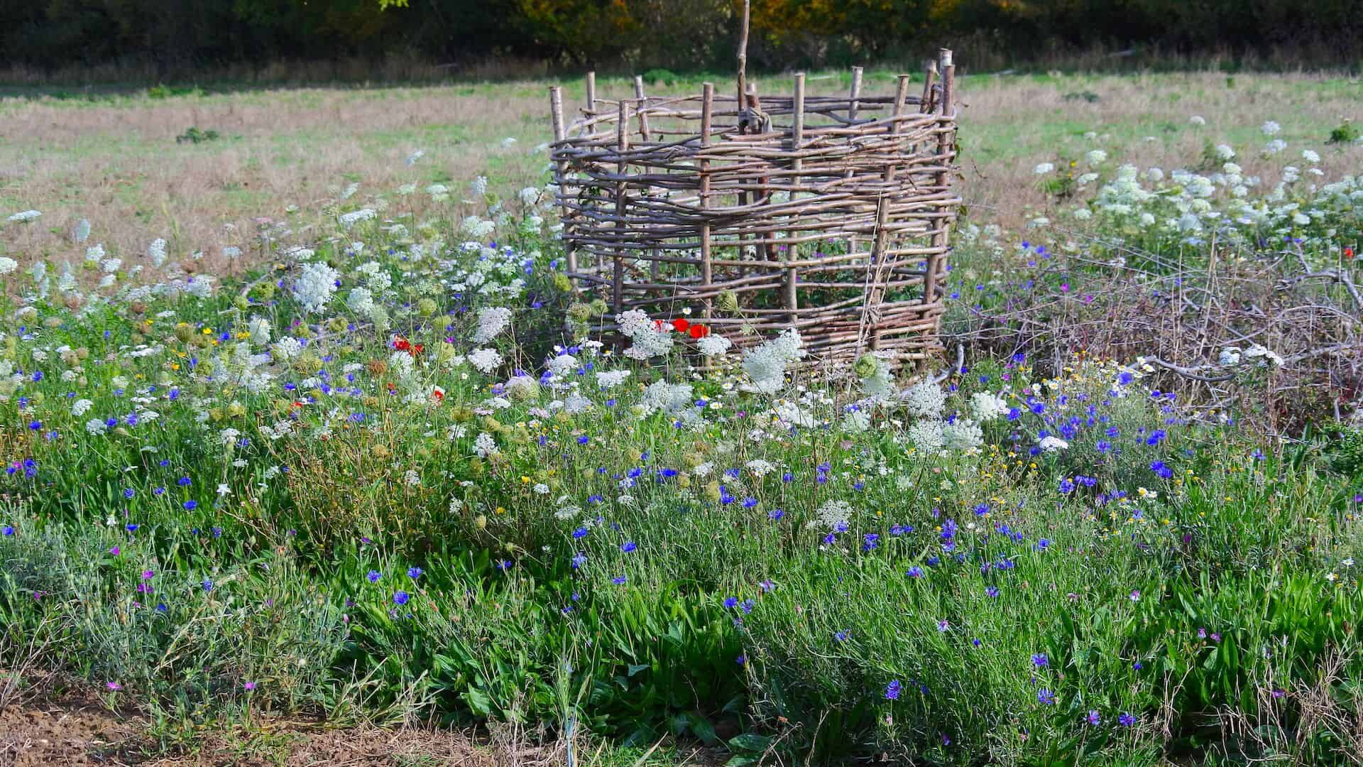Rewilding an Arable Farm in Oxfordshire