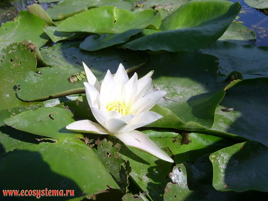 Plants Riveting Rivers & Streams