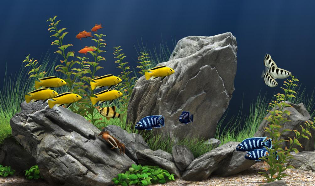 Freshwater EcoSystem Aquarium