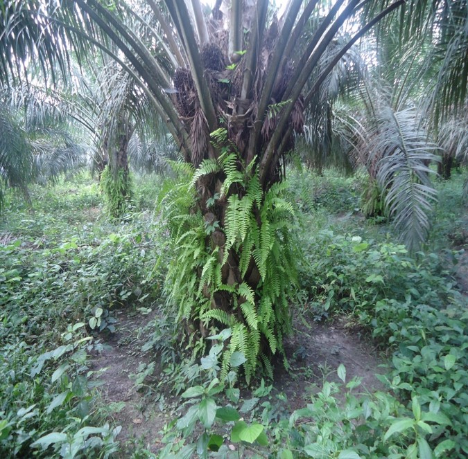 As Africa Embraces Palm Oil, Can It Save Its Forests?