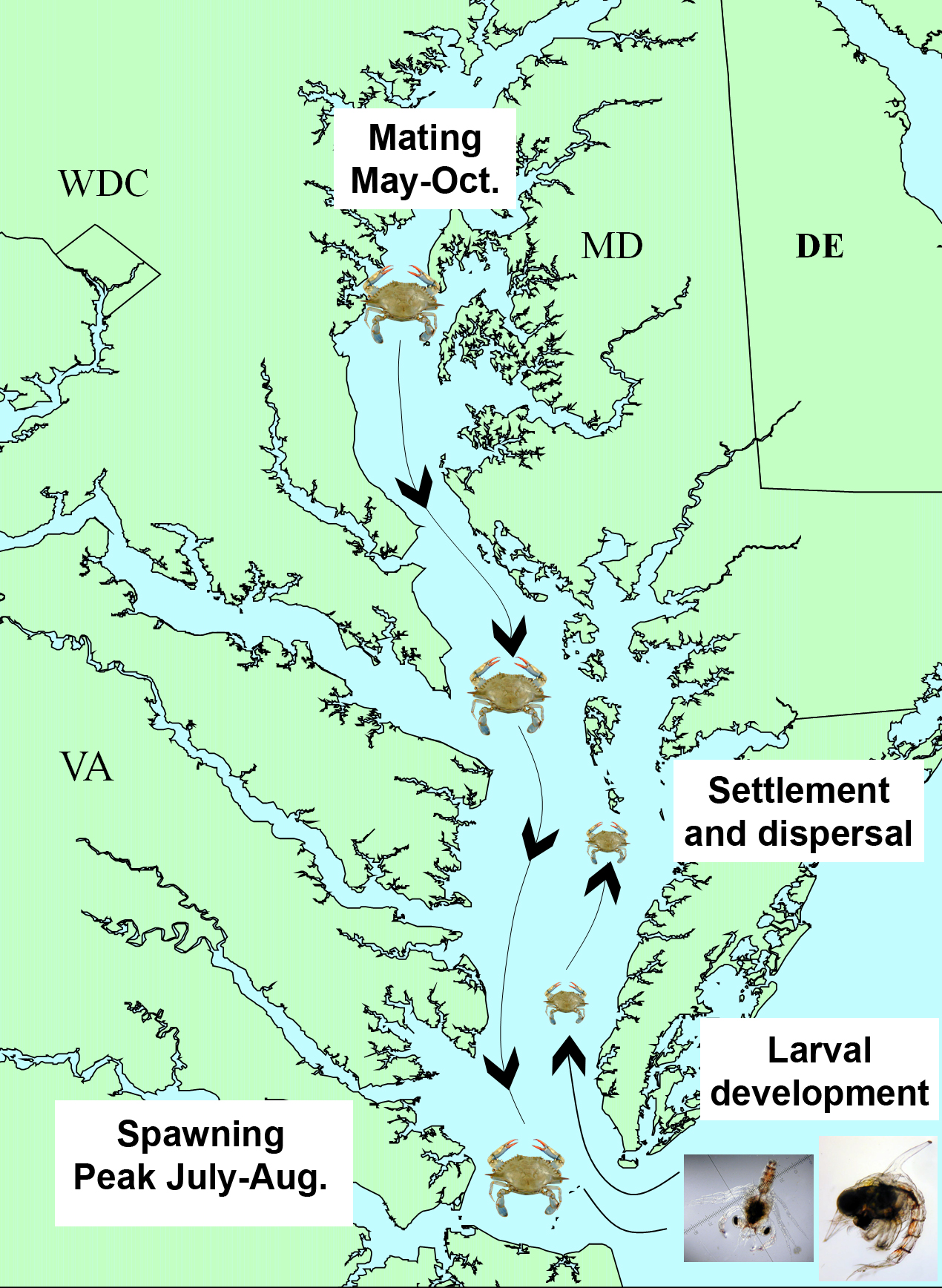 Blue Crabs Top Predator in Peril Ecosystems on the Edge