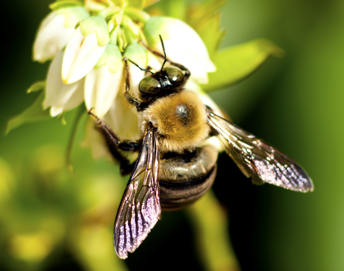 Bee Removal Long Island EcoTech Pest Control