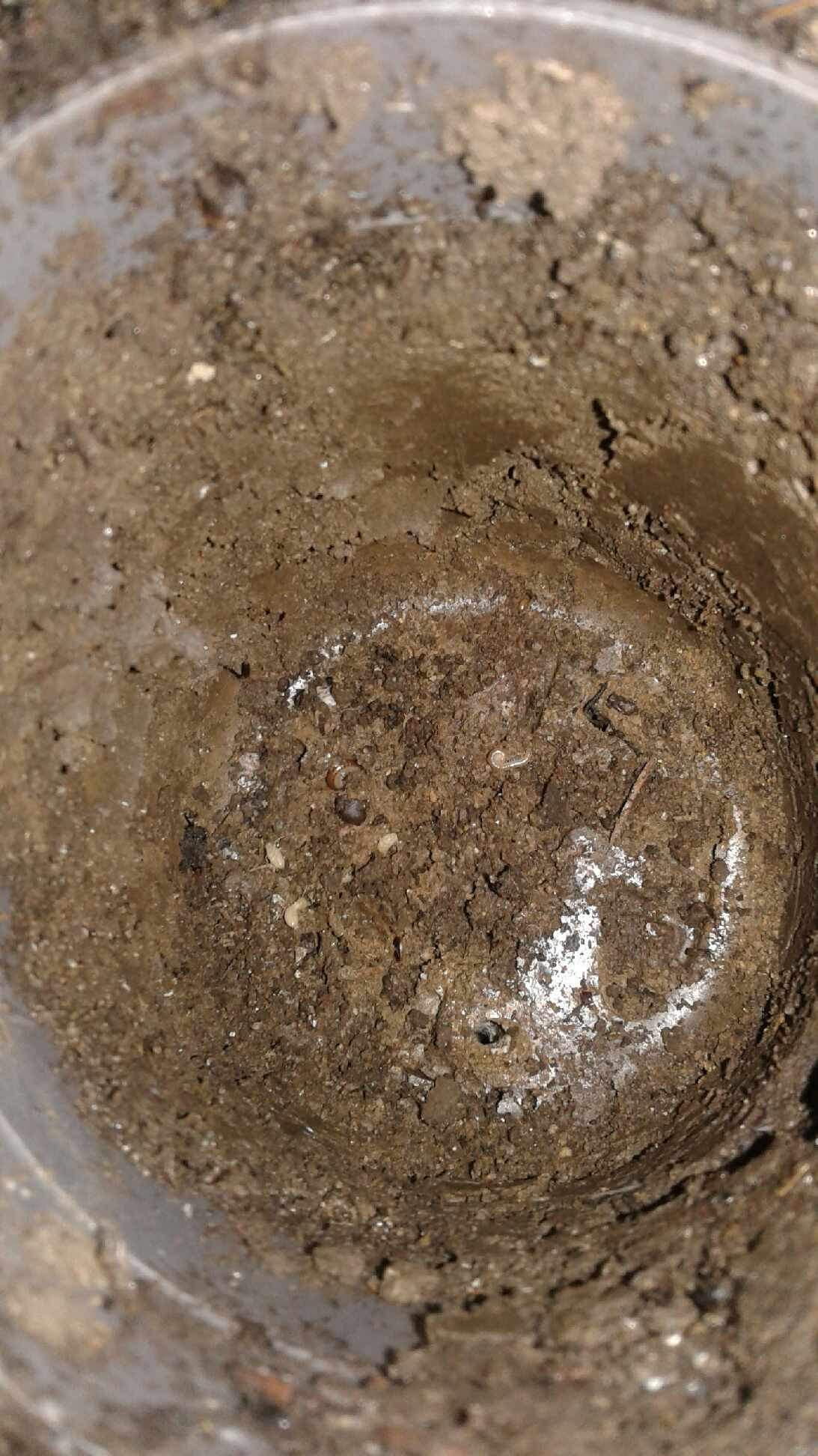 Exterminator in Asharoken NY 11768 Asharoken a TopRated Pest Control