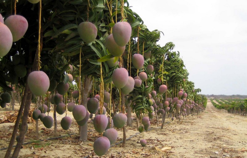 Where Do Mangoes Grow Naturally at Jefferson Mae blog