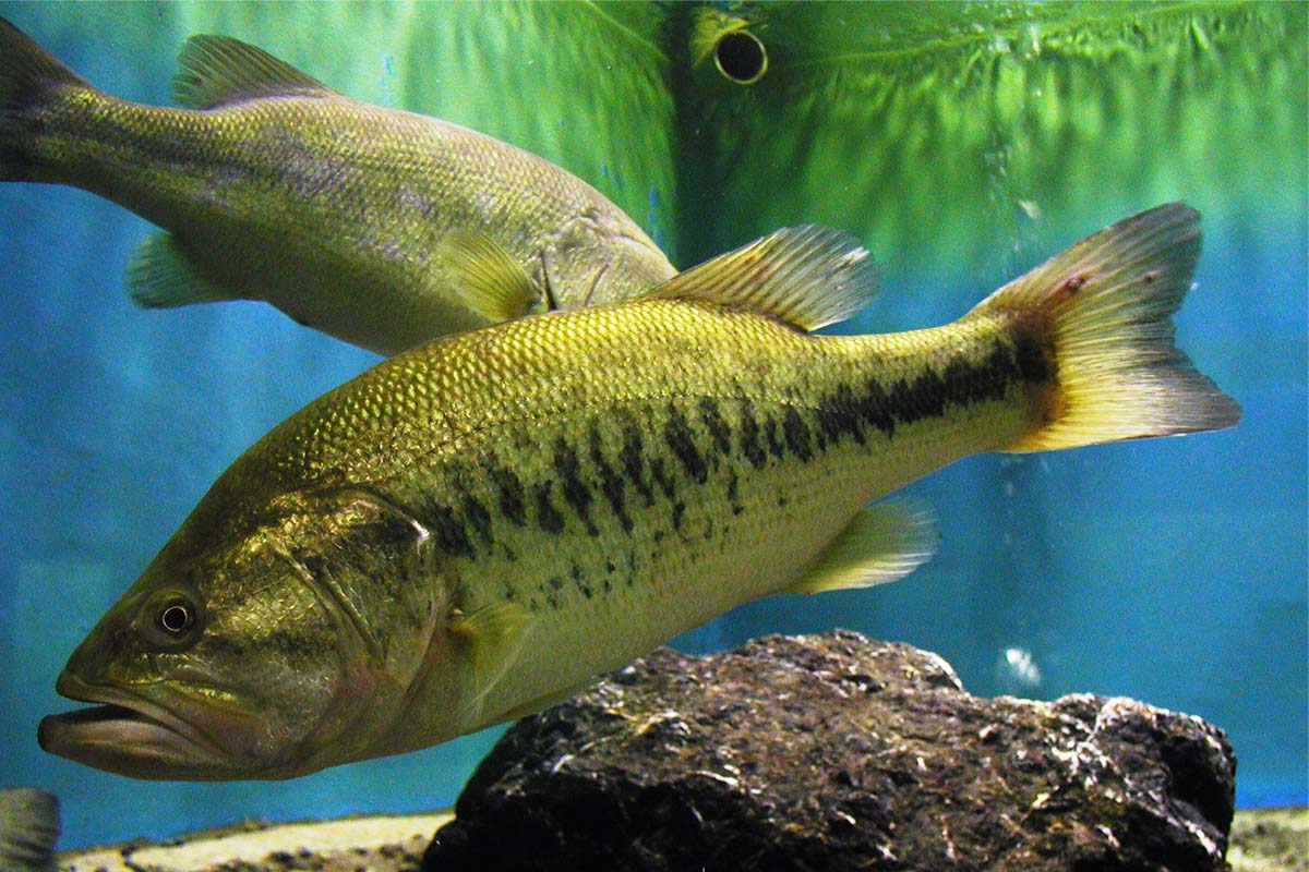 琵琶湖の外来魚問題は今 専門家に聞く−在来生物に新たな脅威も