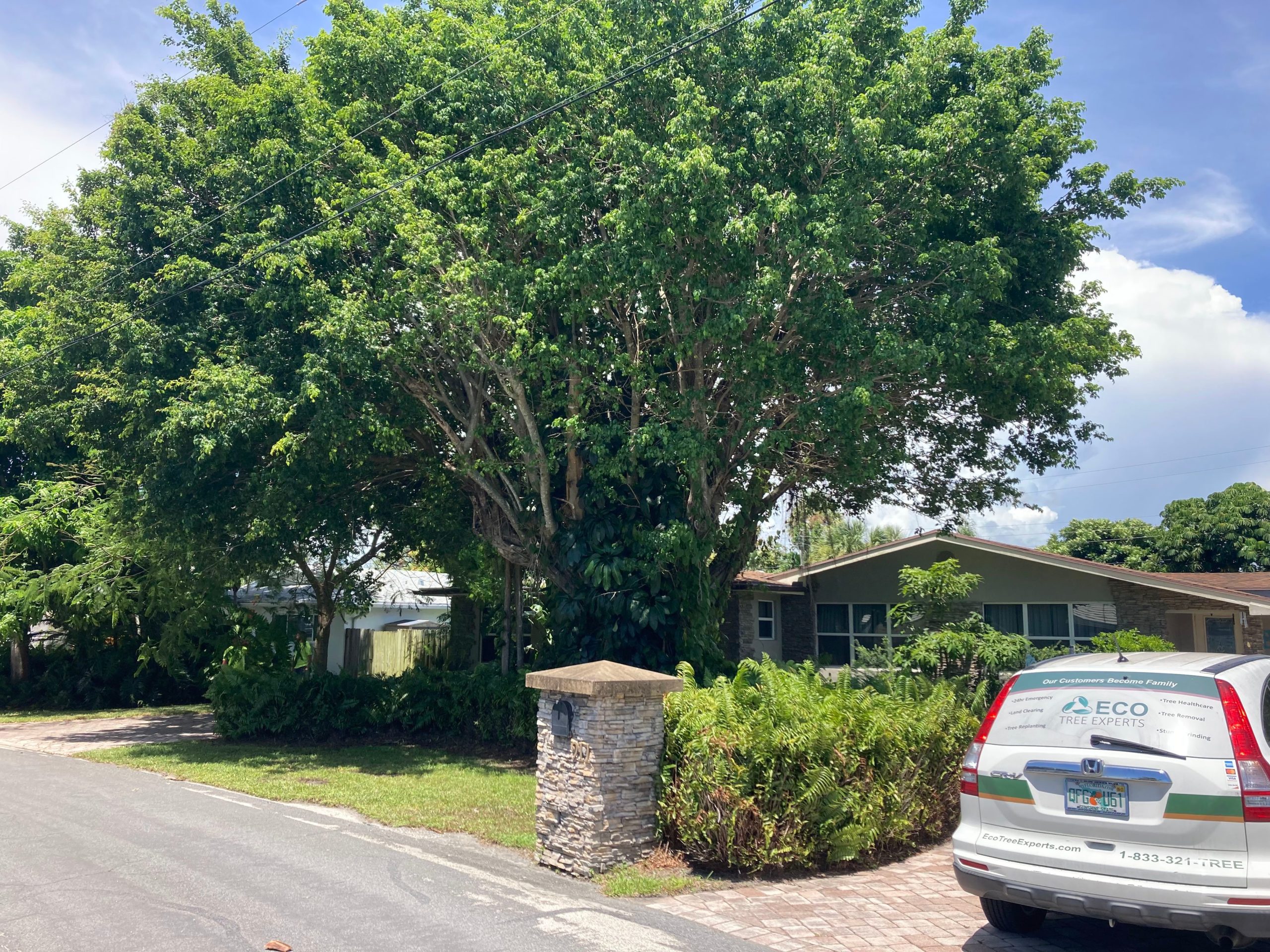 9 Short Shade Tree Varieties for Small Yards in Florida