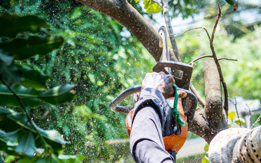 Do You Need a Permit to Cut Down a Tree in Florida? Eco Tree Experts
