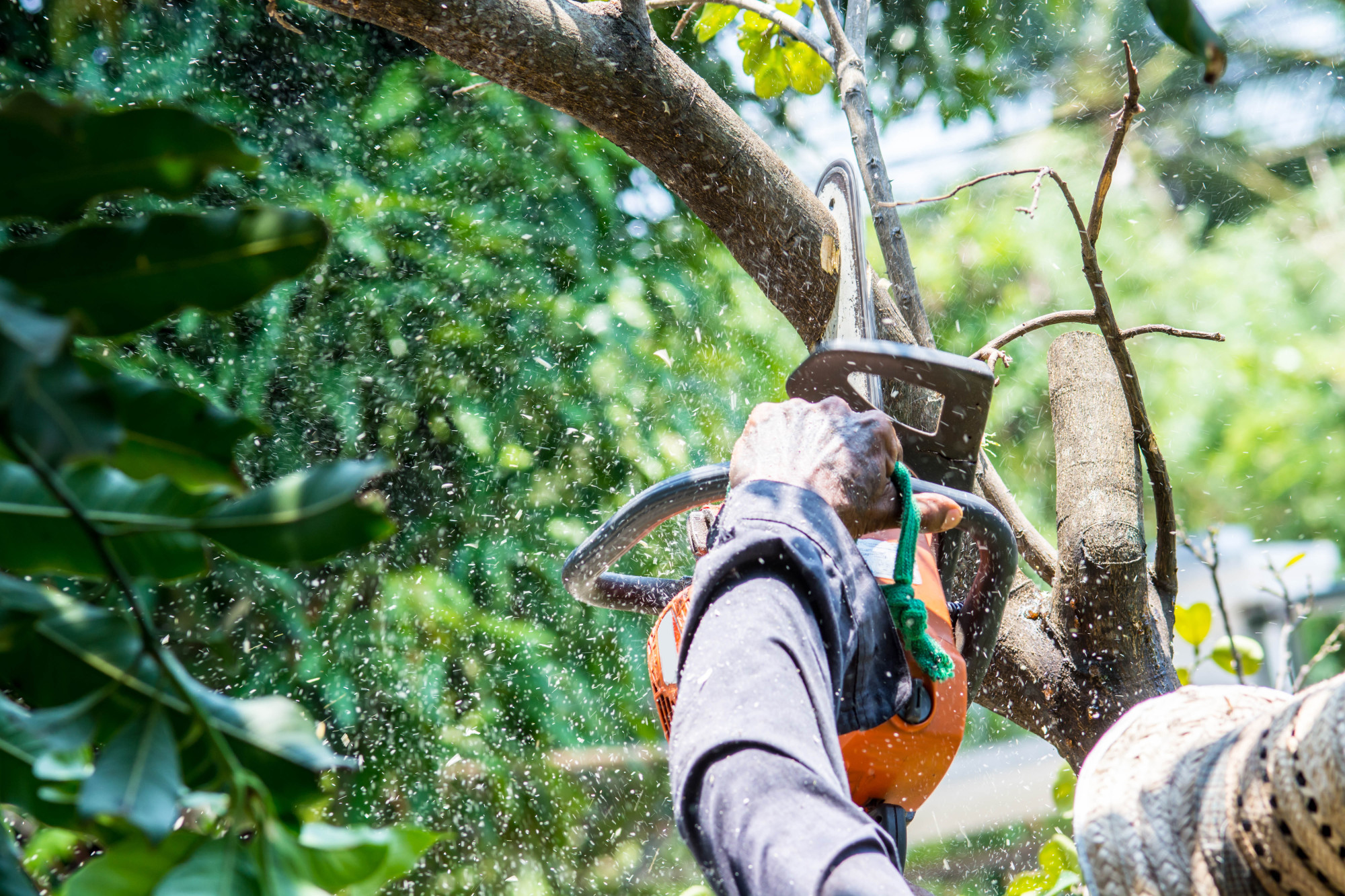 Do You Need a Permit to Cut Down a Tree in Florida? Eco Tree Experts