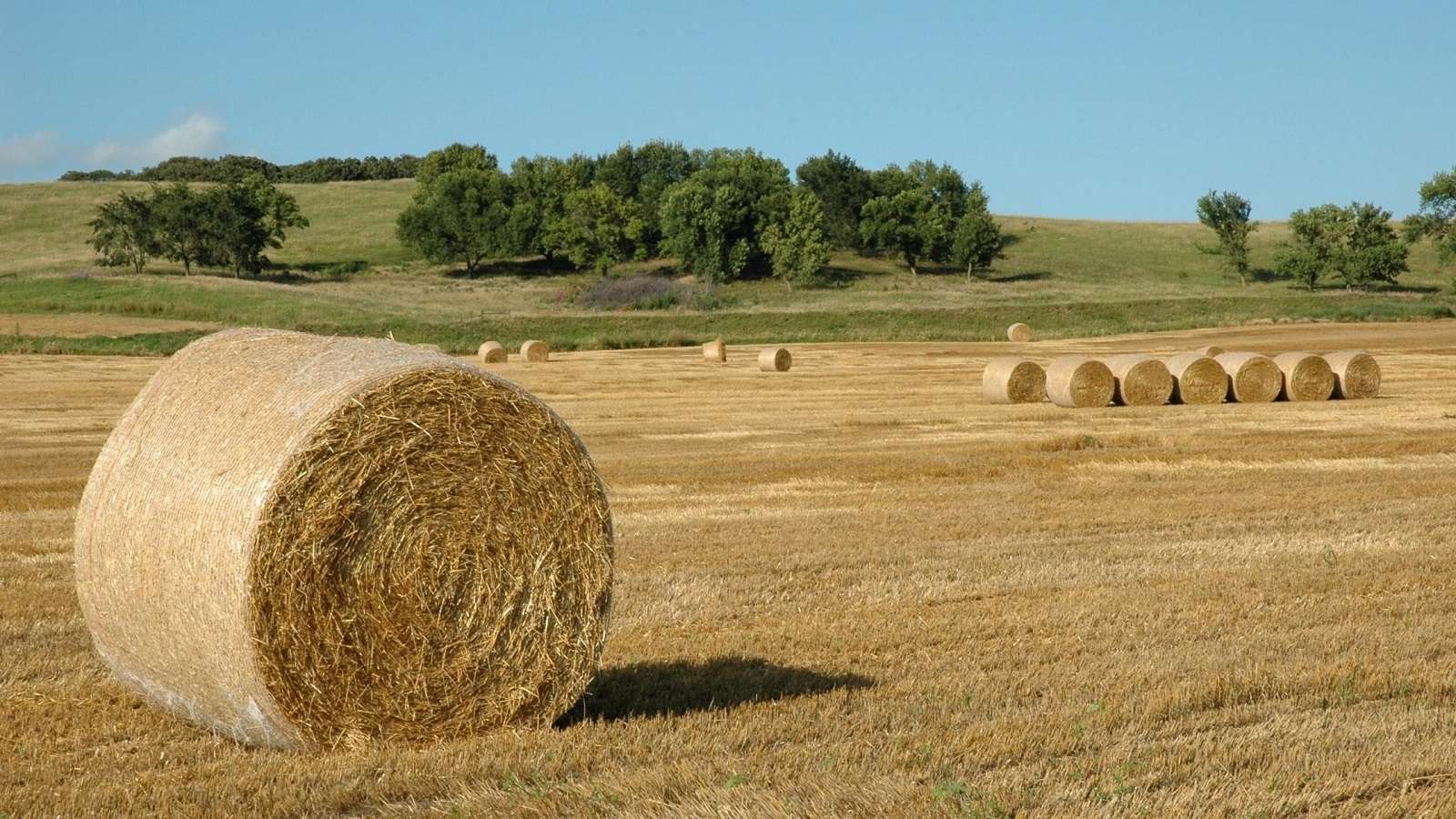 Is wheat straw plastic biodegradable? Ecotsy