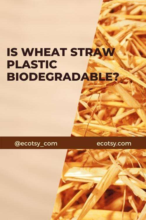 Is wheat straw plastic biodegradable? Ecotsy