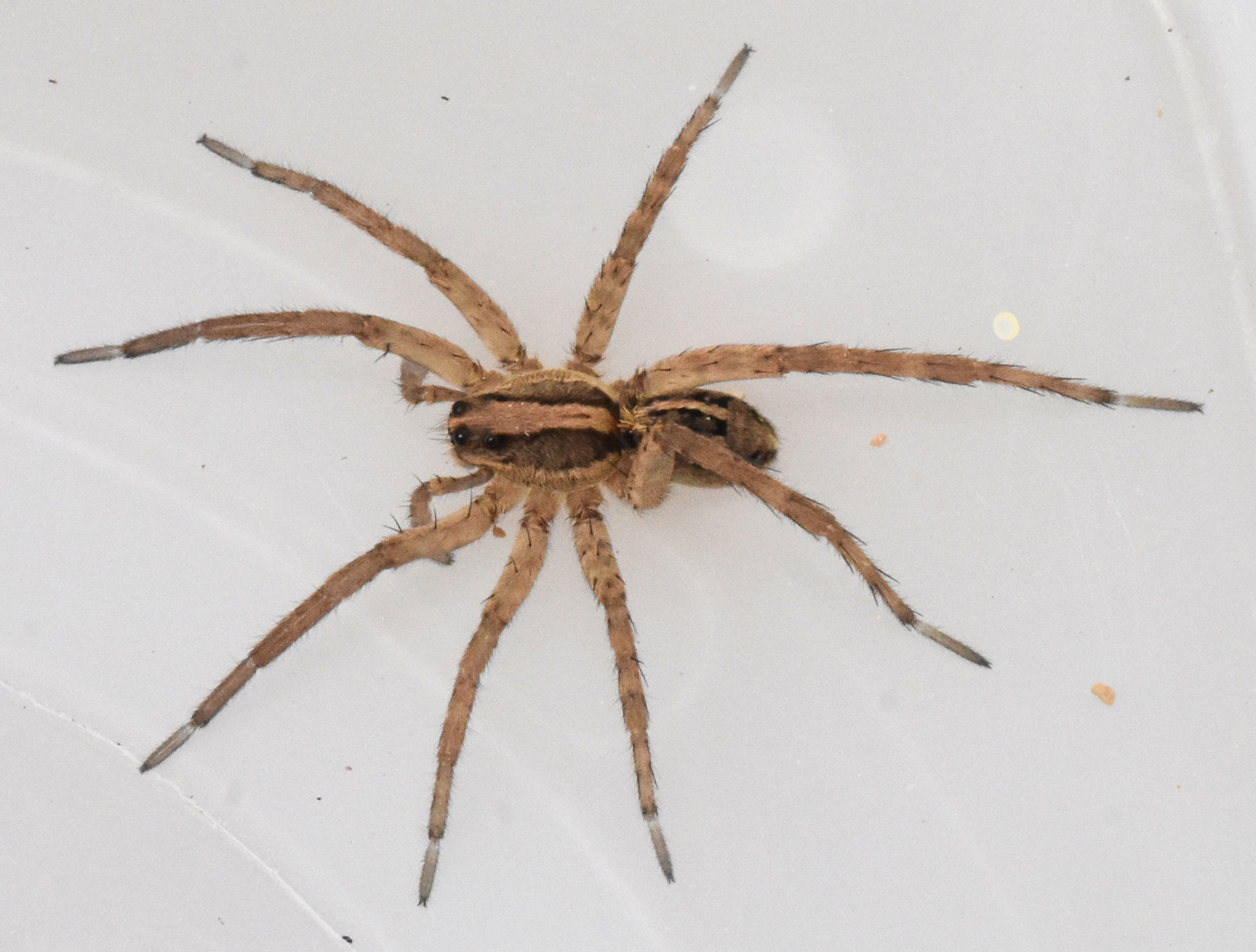 lance – Nature Along the El Camino Real