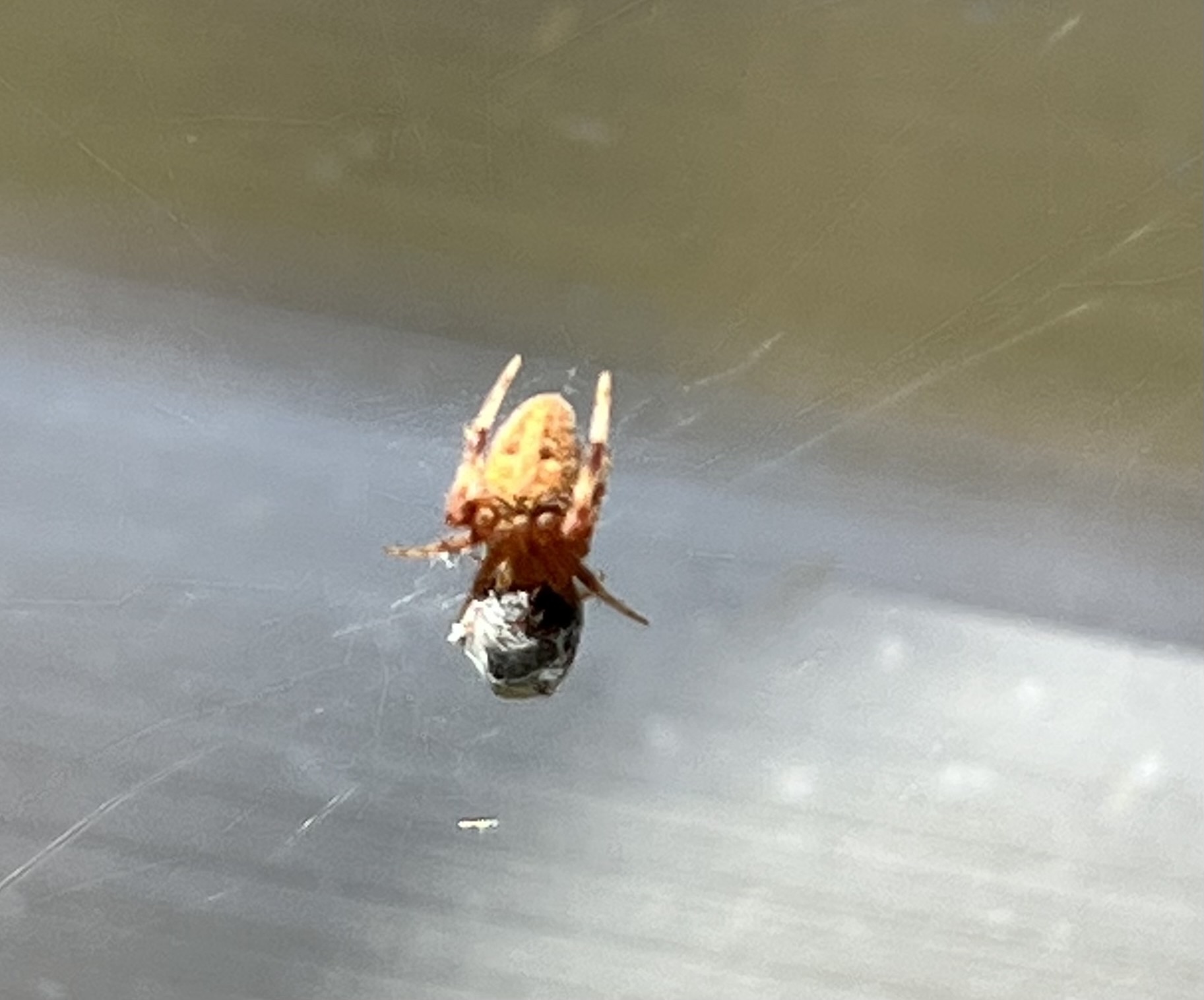 Beautiful Arachnid Mystery Nature Along the El Camino Real
