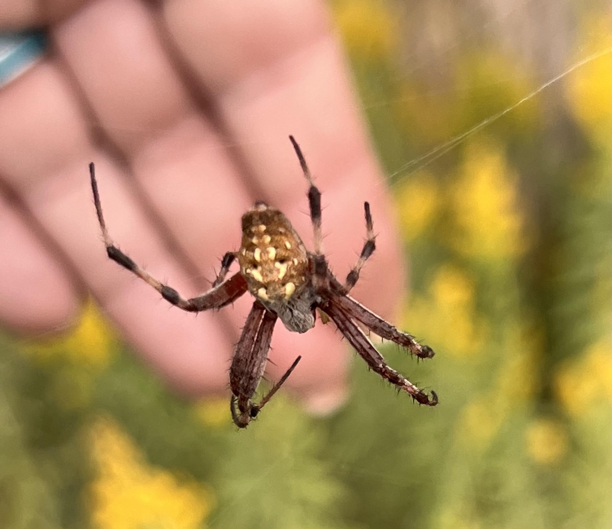 Beautiful Arachnid Mystery Nature Along the El Camino Real