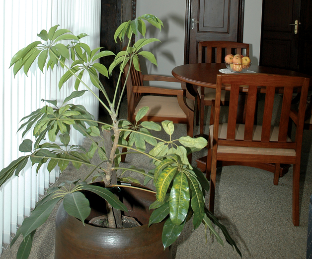 Indoor Plants The Greener Side Of Your Personality Happening