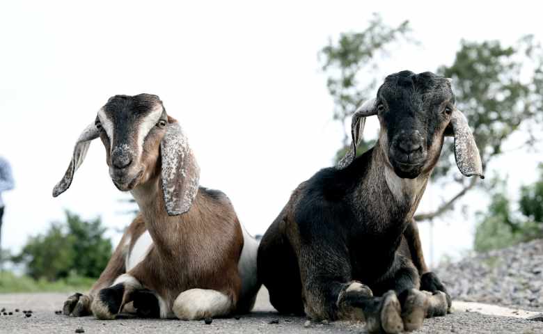 Syarat Hewan Qurban yang Baik & Tips Memilih Hewan Qurban