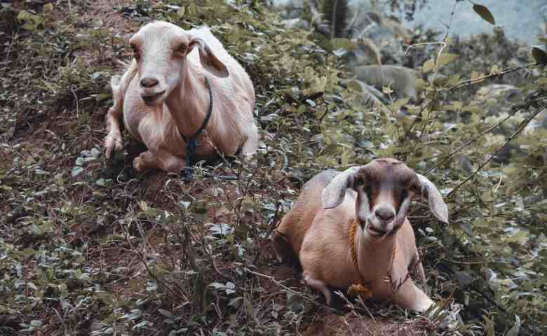 Syarat Hewan Qurban yang Baik & Tips Memilih Hewan Qurban