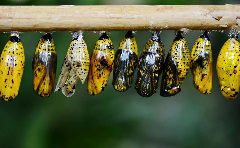 Metamorfosis Kupu-Kupu, dari Telur Hingga Kupu-Kupu Dewasa